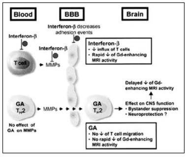다발성경회증 치료제의 면역학적 치료기전