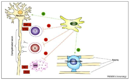 간엽줄기세포의 다발성경화증 치료기전