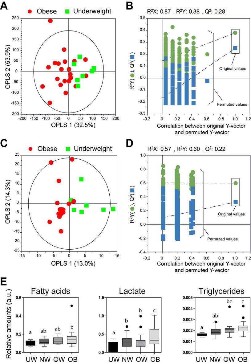 OPLS-DA score plots derived from 1H NMR spectra and GC-MS data of serum samples between underweight and obese. Subjects were classified into underweight (BMI  25.0). Values are presented as mean±SD. Different alphabets indicate significant differences among groups by Duncan's test at p < 0.05. UW, underweight; NW, nornal weight; OW, overweight; OB, obese