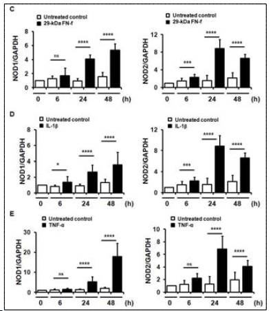 IL-1b, TNF-a, 29-kDa FN-f는 NOD1 & NOD2의 발현에 대한 영향