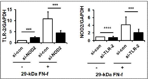 NOD2와 TLR-2 발현의 상호 조절