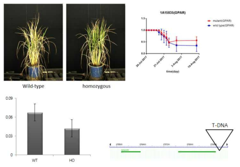 Green projected area ratio (GPAR) 지표와 이미지 분석을 통한 돌연변이와 야생형 사이에 가뭄 저항성 표현체 분석의 예 (LOC_Os01g12390)