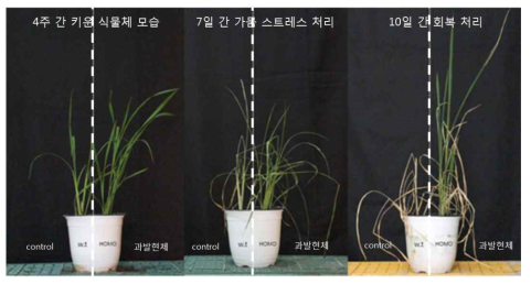 LOC_Os10g42870 과발현체에 대한 가뭄 저항성 실험