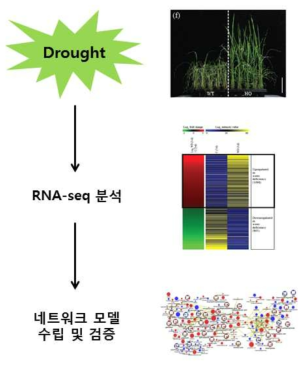 표현형 연구로 기능이 확인된 unknown 유전자에 대한 세부 기작 연구를 위한 전략