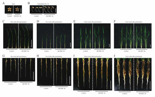 DCY84T와 규소는 초기 벼 식물체 발달에 긍정적인 영향을 미침