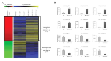 DCY84T와 규소를 처리한 식물체 뿌리를 가지고 RNA-seq 분석 수행