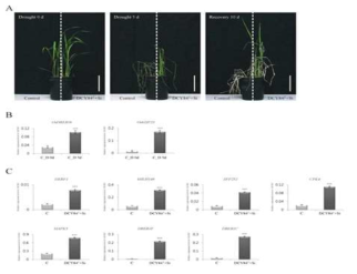 DCY84T와 규소를 함께 처리한 식물체는 가뭄 스트레스에 강한 내성을 보임