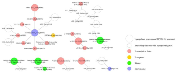 DCY84T+Si 처리 하에서 상향 조절된 유전자와 관련된 조절 네트워크의 구축