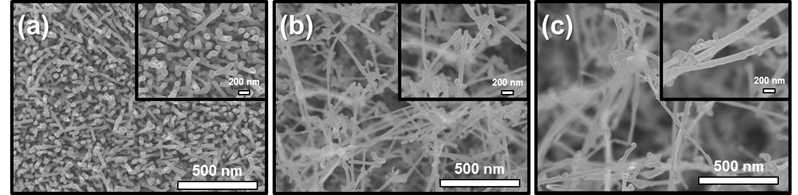 (a) 350℃ (b) 370℃ (c) 400℃에서 VLS 공정을 이용하여 제작된 TeO2 나노선의 SEM 이미지