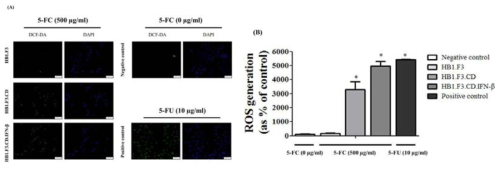 5-FC 존재시 줄기세포처리에 의한 ROS 형성