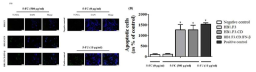 5-FC 존재시 줄기세포처리에 의한 SNU-80 세포의 apoptosis