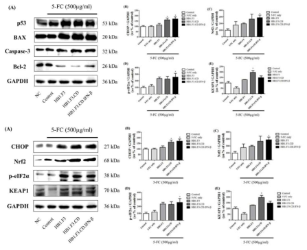 ROS 생성 및 apoptosis 관련 유전자 발현