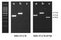 줄기세포에서 cytosine deaminase와 interferon-beta의 발현 확인