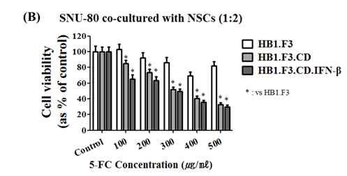 5-FC 존재시 SNU-80 세포에 대한 줄기세포의 cytotoxic effect