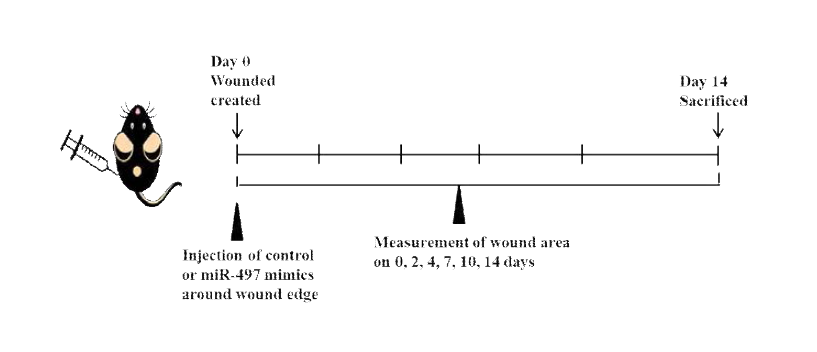 당뇨유발 마우스 모델에 상처를 유발하고 상처 주변에 miRNA-497 mimic 혹은 negative control miRNA mimic을 주사한 후 14일간 상처 크기 측정