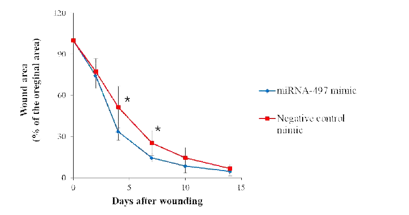 miRNA-497 mimic을 투여한 당뇨 유발 마우스 모델의 상처 크기 감소가 negative control miRNA mimic을 투여한 당뇨 유발 마우스 모델 보다 빠르게 진행됨을 확인