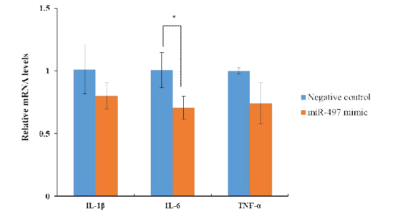 당뇨 유발 모델에 miRNA-497 혹은 negative control miRNA mimic의 투여 후 4일째 상처 피부 내 pro-inflammation cytokines 인자의 발현량 비교