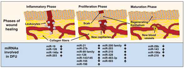 Wound healing 각 phase 에서 miRNA level 변화