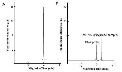 (A) miRNA없이 DNA probe 만 있는 hybridization 용액의 hybrodization 후 DNA probe 의 peak 만 확인이 됨. (B) 반면 miRNA이 존재하는 경우 DNA probe와 miRNA 의 hybridization을 통해 뚜렷이 작아진 DNA probe peak 과 새로 형성된 DNA probe와 결합한 miRNA complex peak 이 확인됨