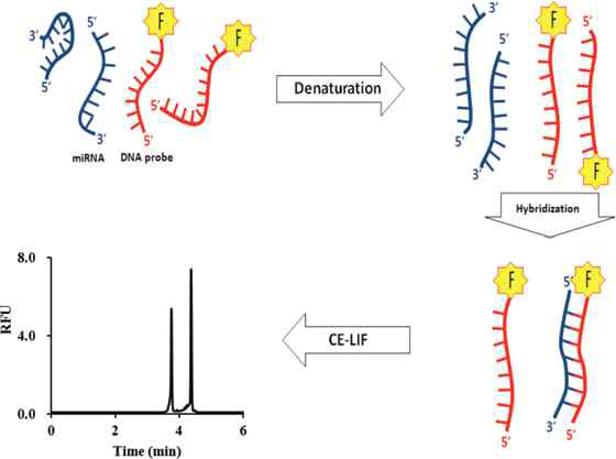 miRNA검출을 위해 miRNA를 DNA probe 와 hybridization 후 형광을 가진 모세관 전기영동 장치를 통해 DNA probe 와 결합한 miRNA 분석법 모식도