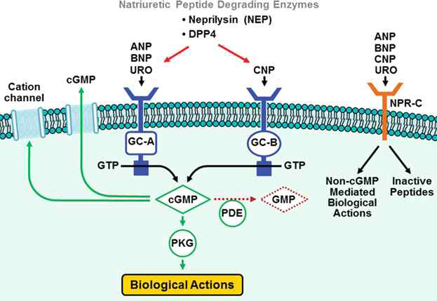 나트륨이뇨펩타이드(natriuretic peptide) 시스템