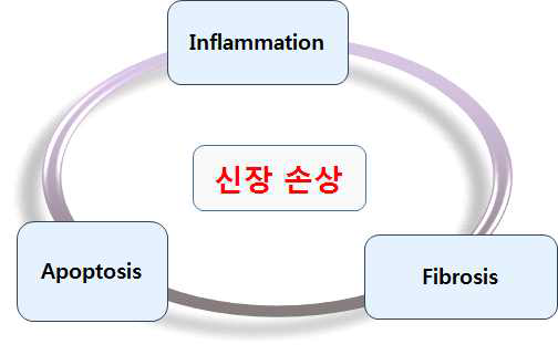 신장 손상의 주요 메커니즘