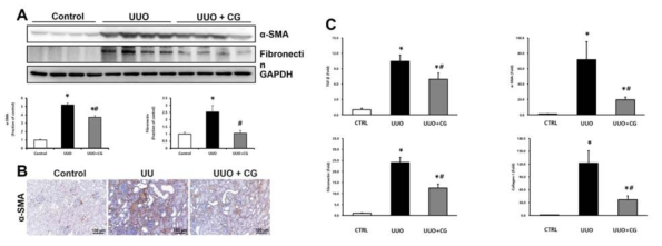 A. α-SMA과 fibronectin의 western blot 결과. B. α-SMA의 면역조직화학염색 결과. C. TGF-β, α-SMA, fibronectin, collagen I 의 real-time PCR 결과