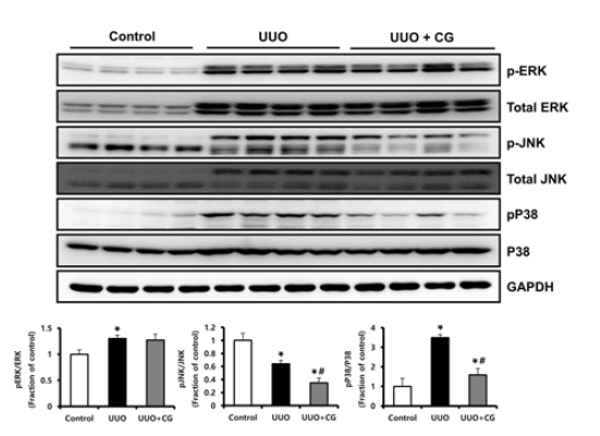 ERK, JNK, P38 및 phosphorylated ERK, JNK, p38의 western blot 결과