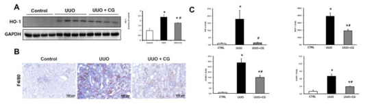 A. HO-1의 western blot 결과. B. F4/80의 면역조직화학염색 결과. C. TNF-α, MCP-1, VCAM-1, ICAM-1의 real-time PCR 결과real-time PCR 결과