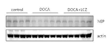 DOCA-salt 고혈압 생쥐에서 LCZ696 투여 후 neprilysin 레벨의 변화