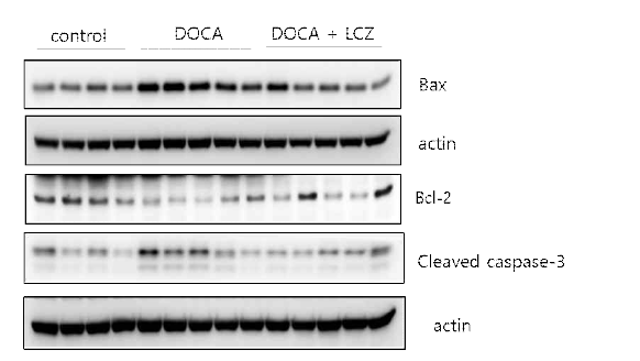 DOCA-salt 고혈압 생쥐에서 LCZ696 투여 후 세포자살 지표의 변화