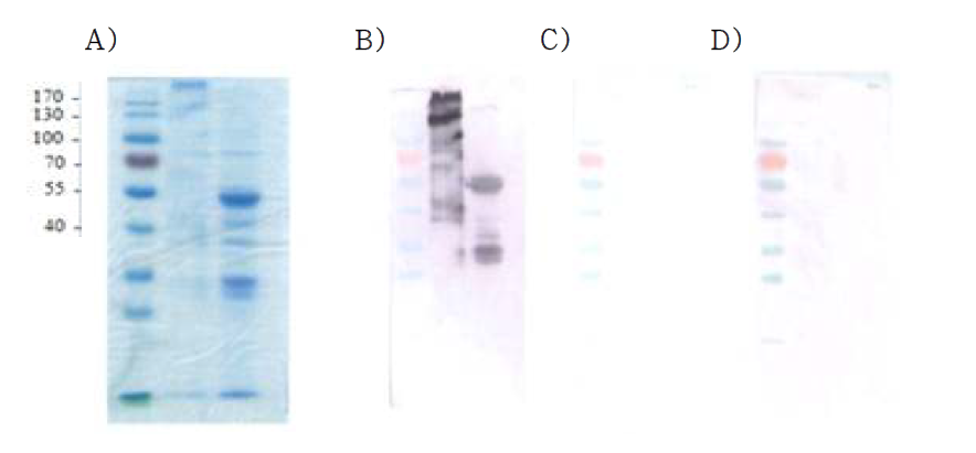 SDS-PAGE (A) and Immunoblot of plant-produced monoclonal antibody with anti-Ig gamma (B), kappa (C) and lambda light (D) antibodies. The FA21 samples were treated at room temperature without β-mercaptoethanol (first lanes) or treated at 100℃ with β -mercaptoethanol (second lanes)