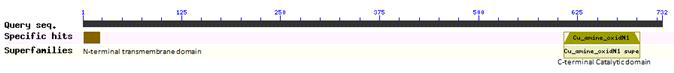 Copper amine oxidase N-domain is located in the C-terminus of the 80-kDa protein. It is known that copper amine oxidases catalyze the oxidative deamination of primary amines to the corresponding aldehydes, while reducing molecular oxygen to hydrogen peroxide. These enzymes are dimers of identical subunits, each comprising four domains