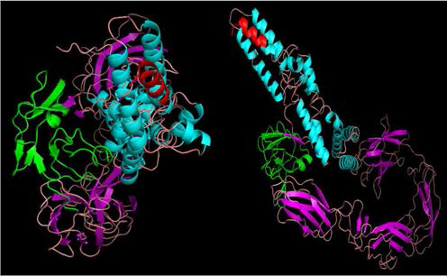 (left). Copper amine oxidase catalytic domain consisting of characteristic 5 stranded anti-parallel β-sheets twisting around an α-helix (blue)