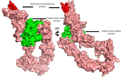 (right). Protein surface model of copper amine oxidase N-domain protein reveals the topology of copper amine oxidase domain surrounded by the catalytic domain consisting of characteristic 5 stranded anti-parallel β-sheet twisting around an α-helix (green)