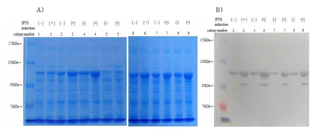 SDS-PAGE (A) and immunoblot (B) of the sonic extracts of the transformed E. coli BL21(DE3)pLysS that expresses 80(95)-kDa protein, The immunoblot was performed using FA21 monoclonal antibody. Strains of the transformed E. coli grown on the selective agar medium were induced with or without IPTG to express 80(95)-kDa copper amine oxidase N-domain protein