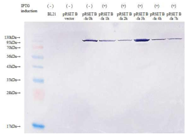 Immunoblot of the lysates of E. coli BL21(DE3)pLysS transformed with or without the gene of copper amine oxidase N-domain protein in the presence or absence of IPTG induction. FA21 monoclonal antibody was used for the immunoblot