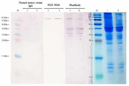 Immunoblot and SDS-PAGE of F. alocis sonic extract. The immunoblot was performed with normal mouse serum, FA21 mouse monoclonal antibody and plantibody. The sonic extract samples were treated at room temperature in sample buffer without β-mercaptanethanol (lanes 1, 3, 5 and 7) or treated in sample buffer at 100℃ with β-mercaptoethanol (lanes 2, 4, 6 and 8). M, protein marker