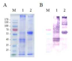 Immunoblot of the purified monoclonal antibody produced in rice cell suspension culture. SDS-PAGE (A) and immunoblot using anti-mouse IgG antibodies. The plant-produced monoclonal antibody was treated at room temperature in sample buffer without β-mercaptanethanol (lane 1) or treated in sample buffer at 100℃ with β-mercaptoethanol (lane 2). M, protein marker