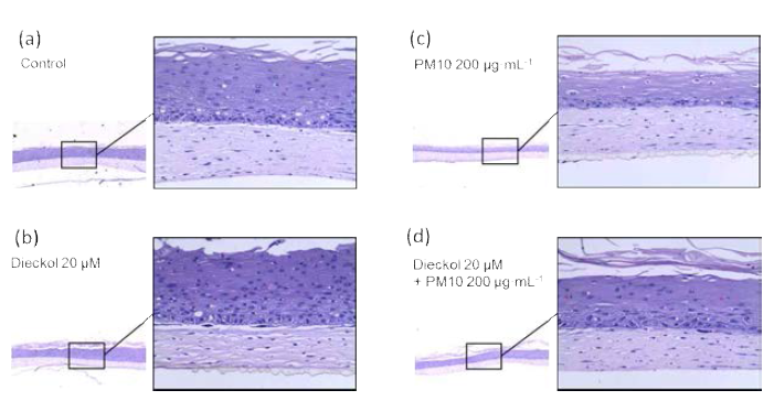 Protective effect of dieckol against PM10 in a 3D-reconstructed human skin model