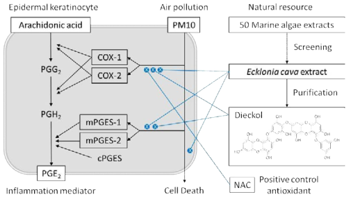 Summary. Ecklonia cava extract and its component, dieckol, can alleviate PM10-induced PGE2 production in keratinocytes through the inhibition of COX-1, COX-2, mPGES-1, and/or mPGES-2 gene expression