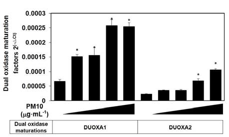 미세먼지에 의한 DUOX1과 DUOX2의 maturation factor 발현