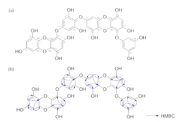 Chemical structure of compound 1 (dieckol). HMBC are indicated with arrows (proton to carbon directions) (b)