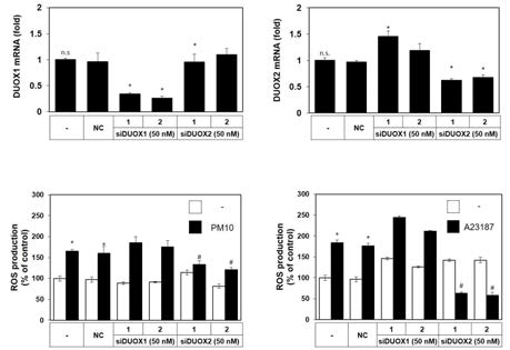 DUOX1과 DUOX2의 유전자 발현 억제에 따른 활성산소종의 발현