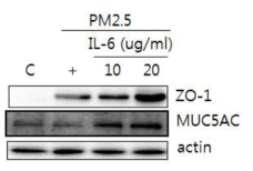 MUC5AC RT-PCR