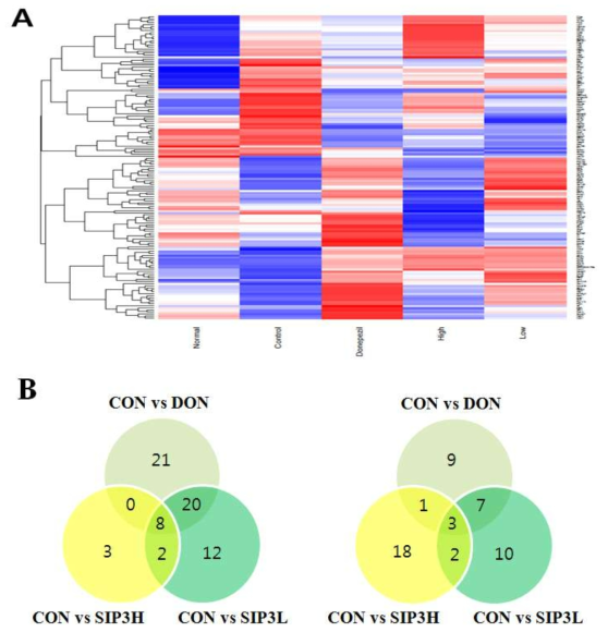 형질전환 동물 뇌조직 cortex에서 표현된 유전자 (DEGs) RNA-Seq 분석. (A) DEGs 분석의 Heatmap 빨간색은 상향된 유전자들이고, 파란색은 하향된 유전자들 임. (B) 왼쪽은 상향한 유전자들 오른쪽은 하향한 유전자들 임. CON, Control; DON, donepezil; SIP3L, 백단향 원지 팔각회향 + Donepezil 저농도; IP3H, 백단향 원지 팔각회향 + Donepezil 고농도