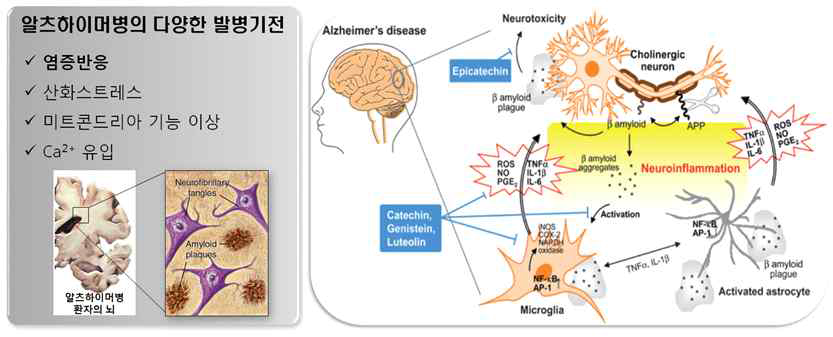알츠하이머병의 발병과정에서 염증반응 연관성