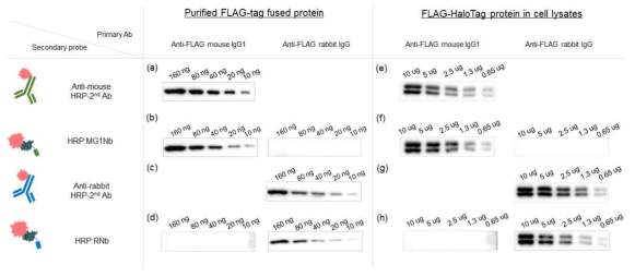 Western blot 분석. HRP:MG1Nb (B, F)와 HRP:RNb (D, H)로 신호를 증폭하여 기존의 HRP-conjugated 2차 항체와 활성 비교