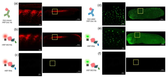 개구리 배아에서의 특정 단백질의 신호 증폭을 통한 분포도 이미징. HRP:MG1Nb와 HRP-conjugated 2차 항체와 표적 선택적 1차 mouse IgG1의 짝을 이용한 12/101 skeletal muscle의 검출과 신호 증폭 (A, B). HRP:RNb와 HRP-conjugated 2차 항체와 표적 선택적 1차 rabbit IgG의 짝을 이용한 alpha-tublin의 검출과 신호 증폭 (D, E). 짝이 맞지 않은 HRP:Nb와 표적 1차 항체 (C, F)