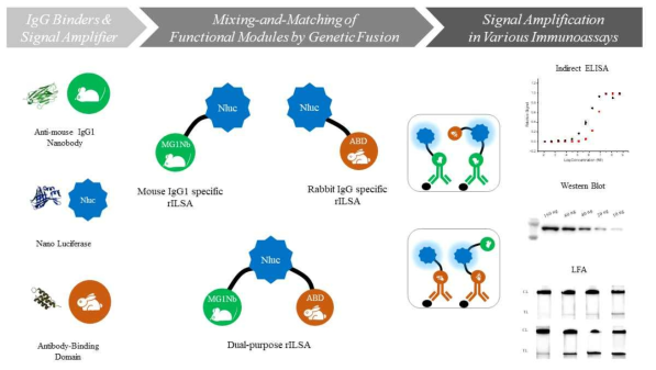 발광 효소 Nanoluc과 항체 결합 단백질의 선택적인 융합을 통한 다양한 rILSA의 생성과 면역화학적인 검출반응에의 적용
